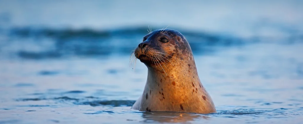 Seal at Sea